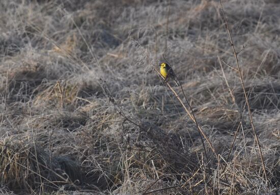 Гуси в Костромской области