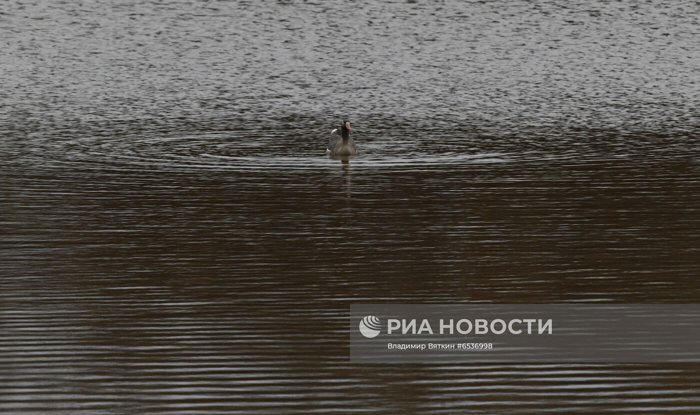 Гуси в Костромской области