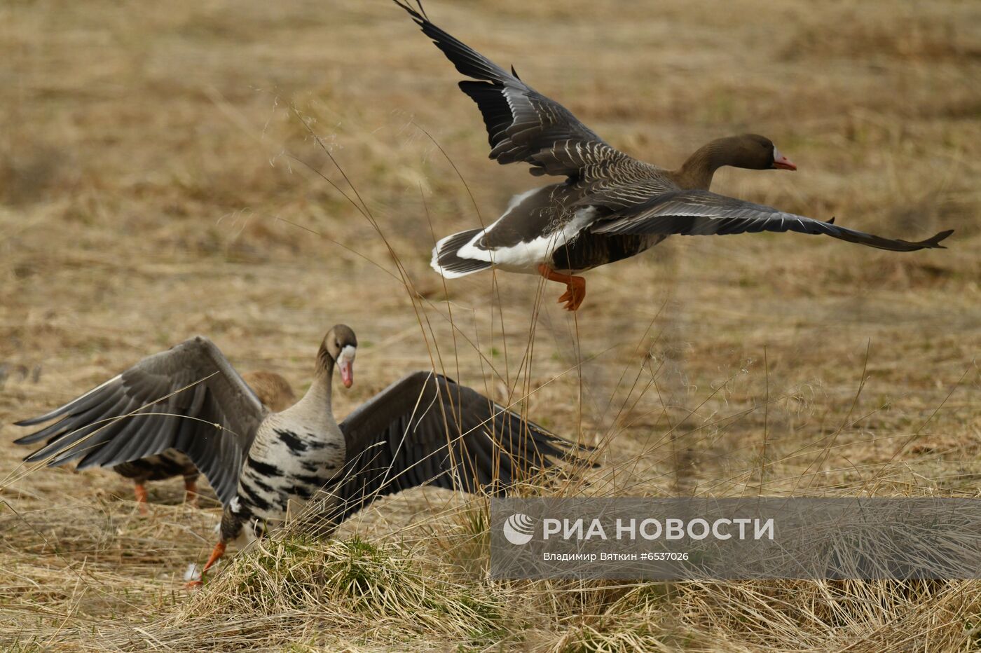 Гуси в Костромской области