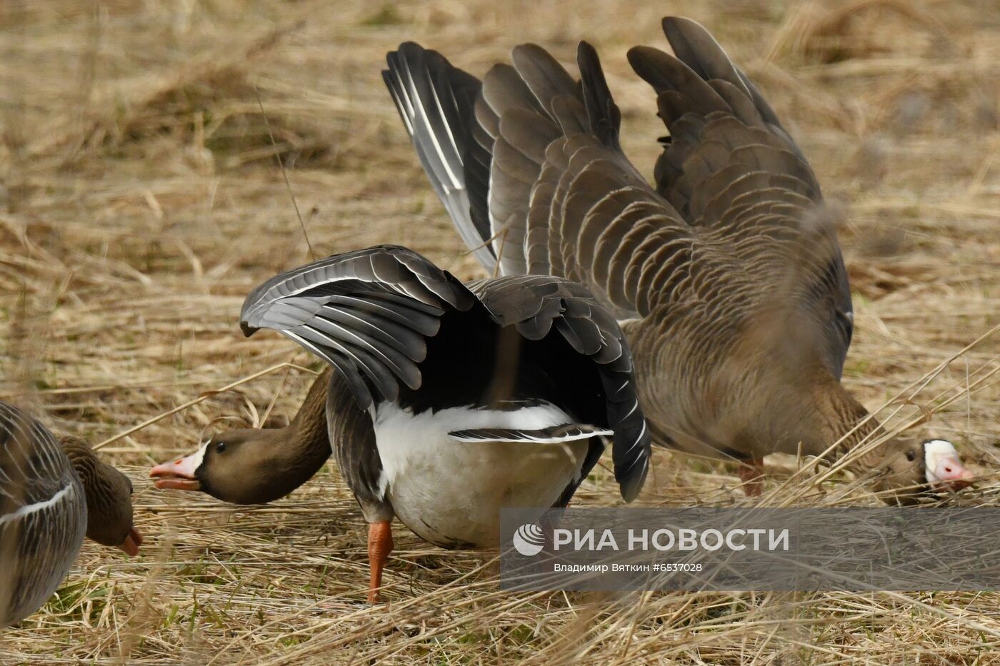 Гуси в Костромской области