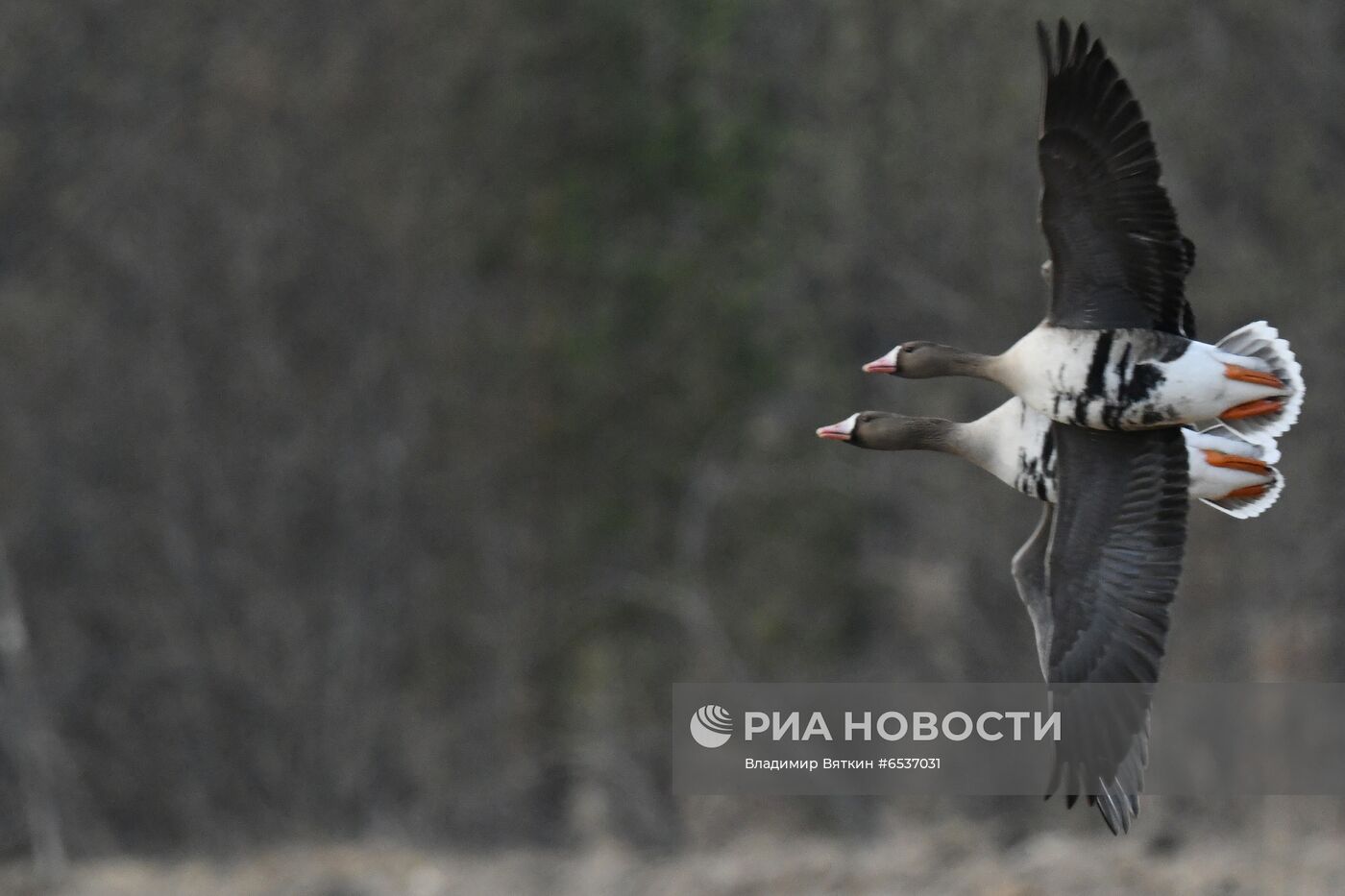 Гуси в Костромской области