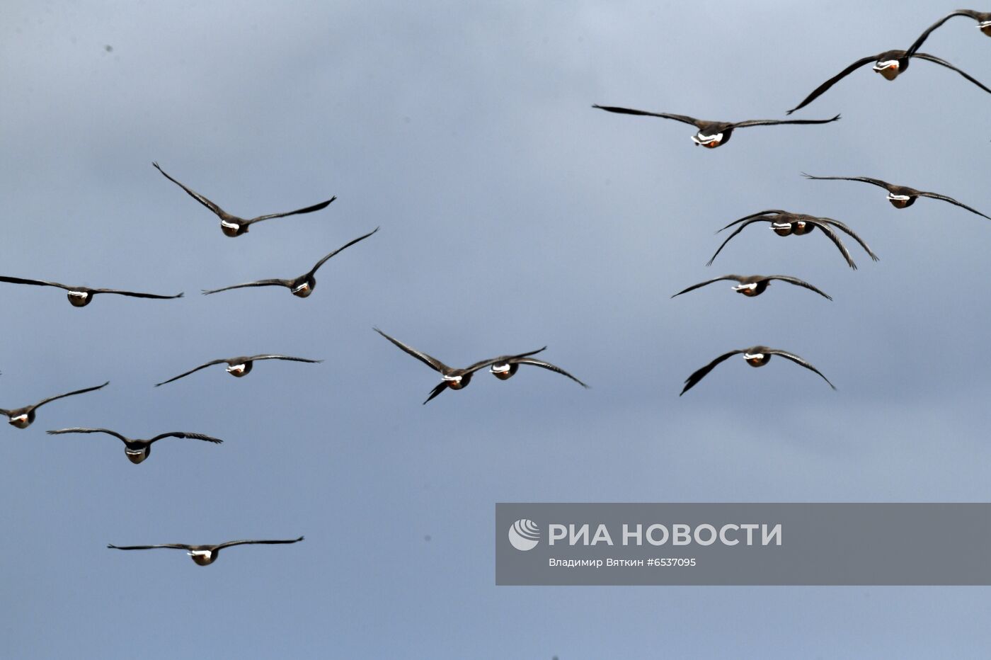 Гуси в Костромской области