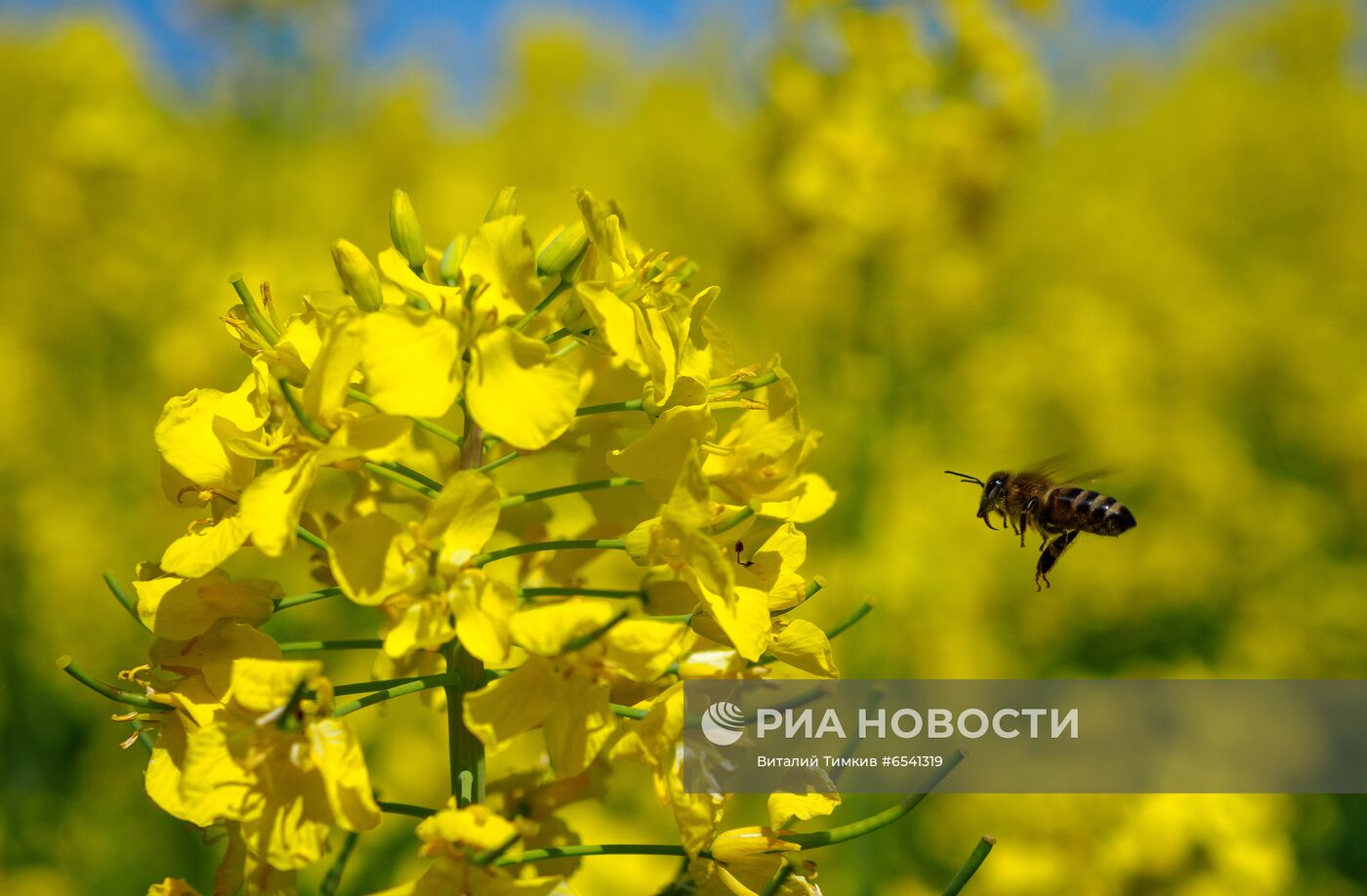 Рапсовые поля в Краснодарском крае