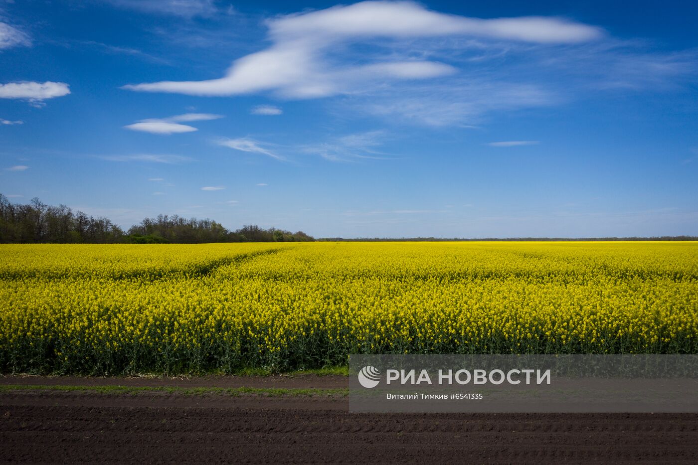 Рапсовые поля в Краснодарском крае