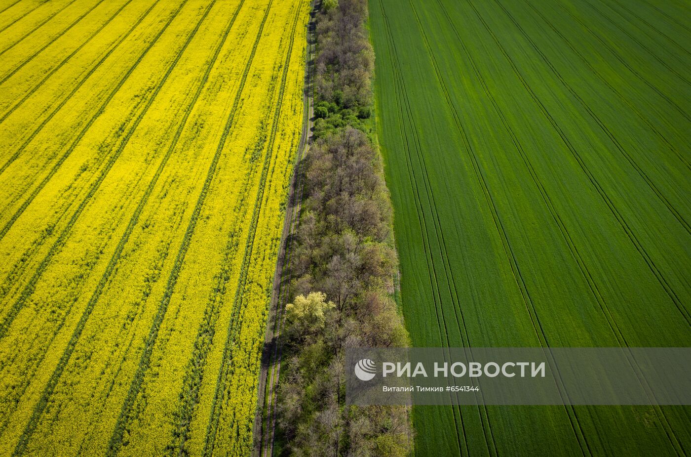 Рапсовые поля в Краснодарском крае