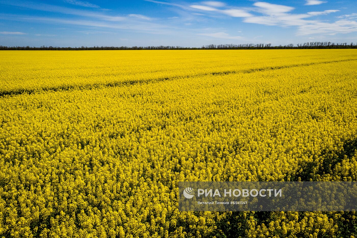 Рапсовые поля в Краснодарском крае