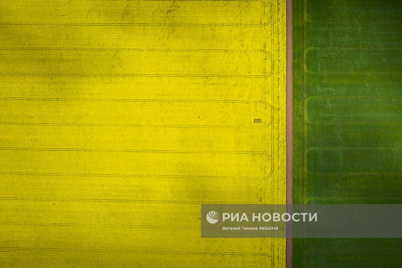 Рапсовые поля в Краснодарском крае