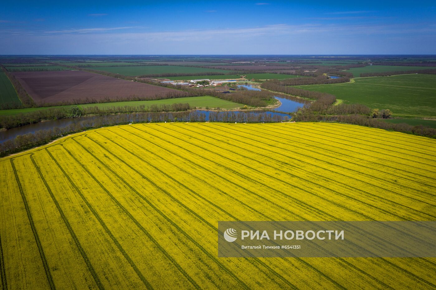 Рапсовые поля в Краснодарском крае