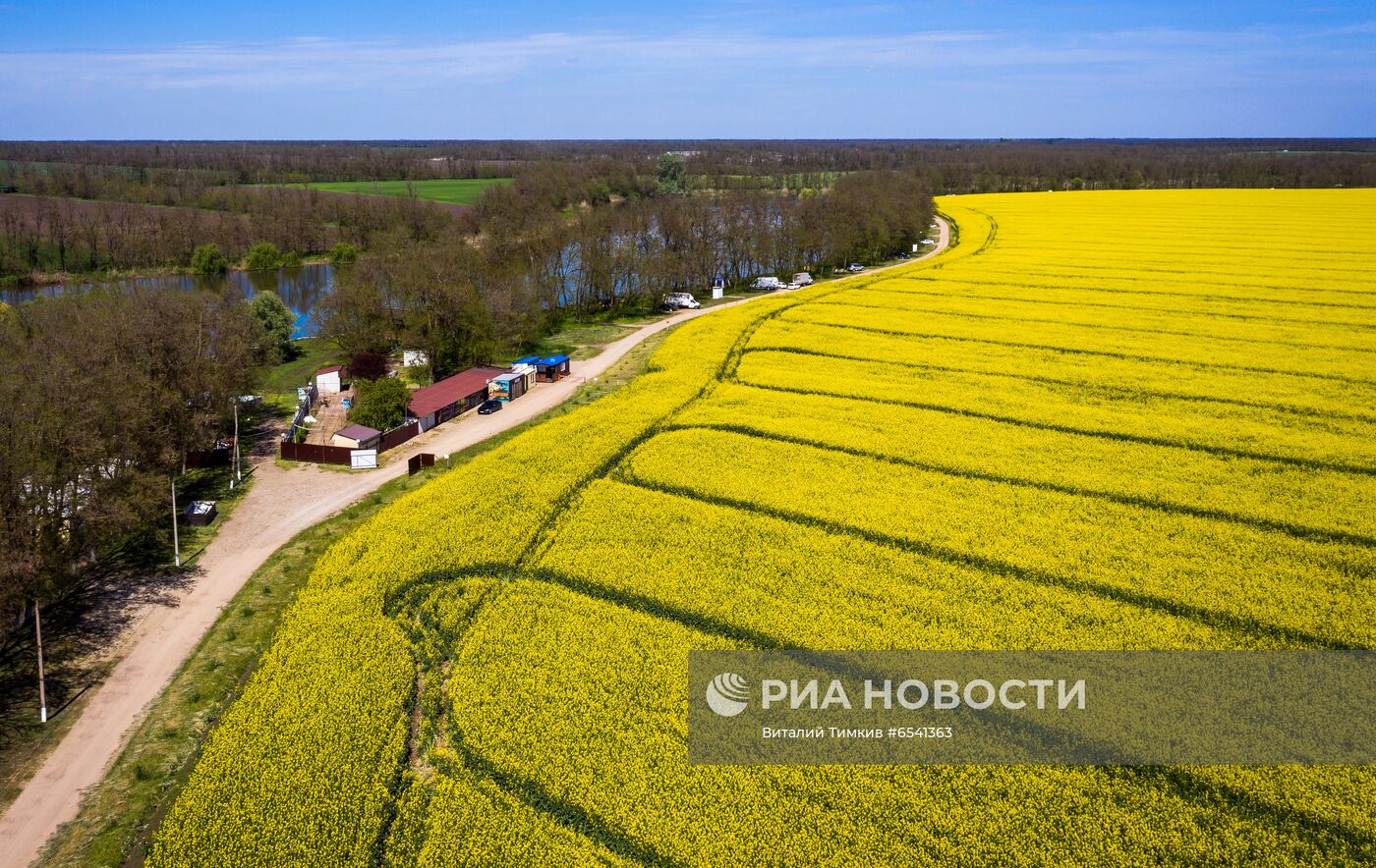 Рапсовые поля в Краснодарском крае