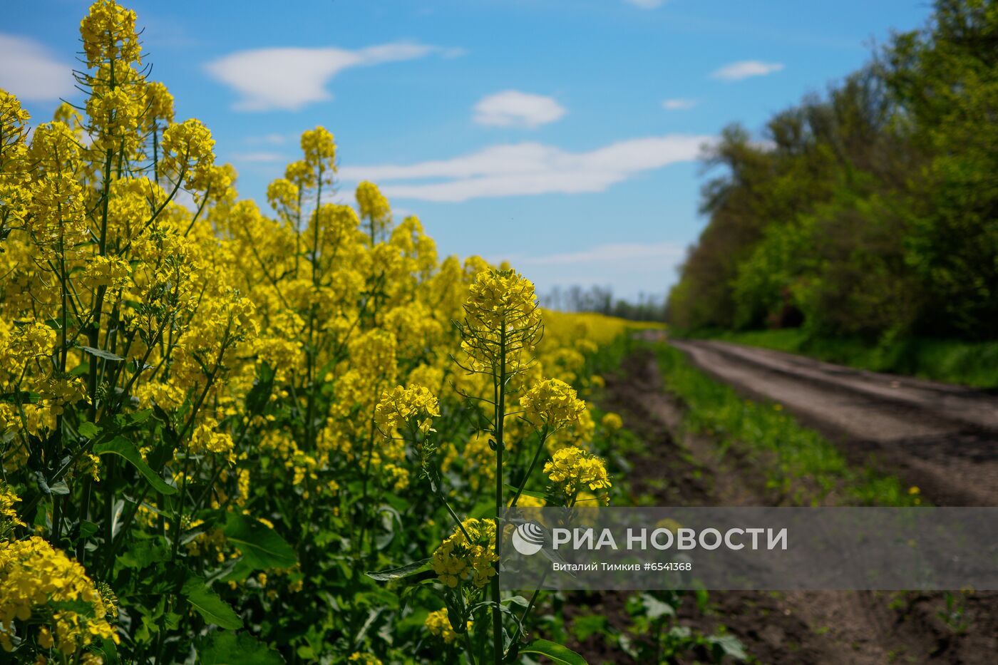 Рапсовые поля в Краснодарском крае