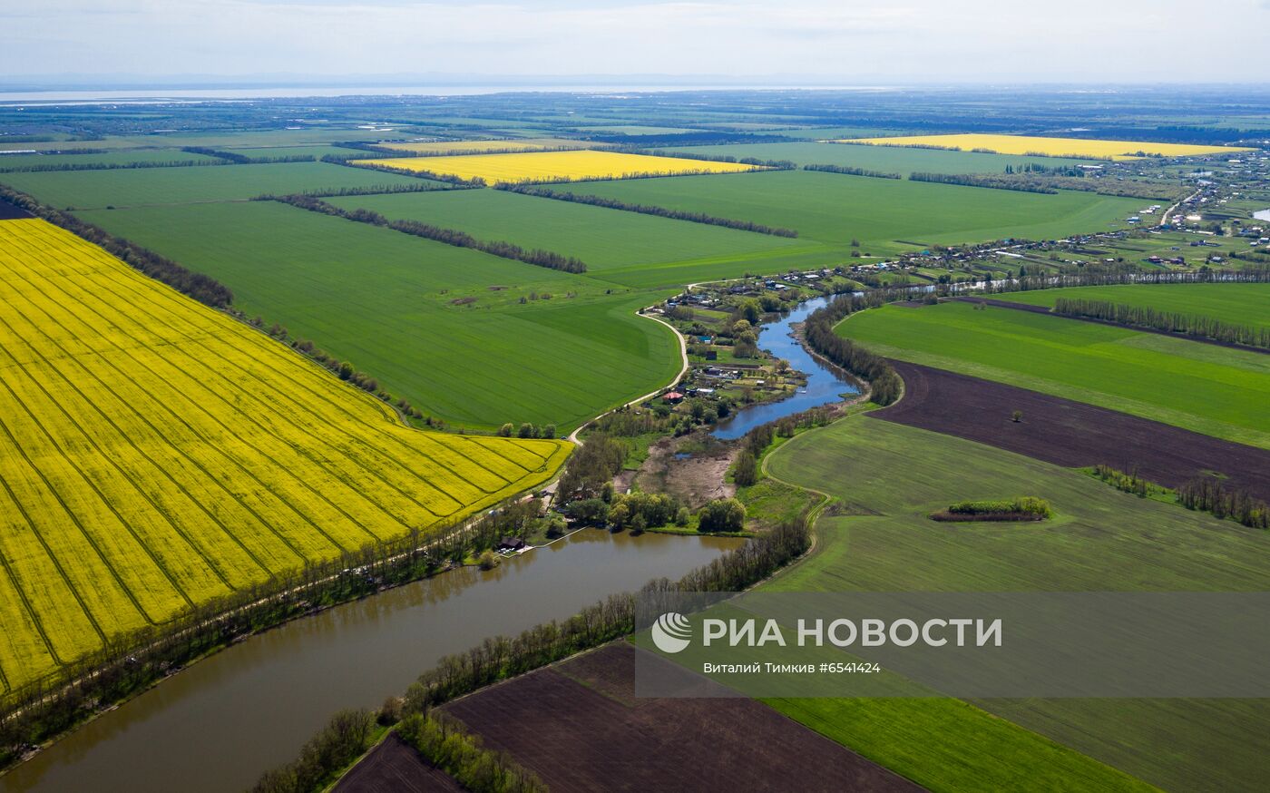 Рапсовые поля в Краснодарском крае