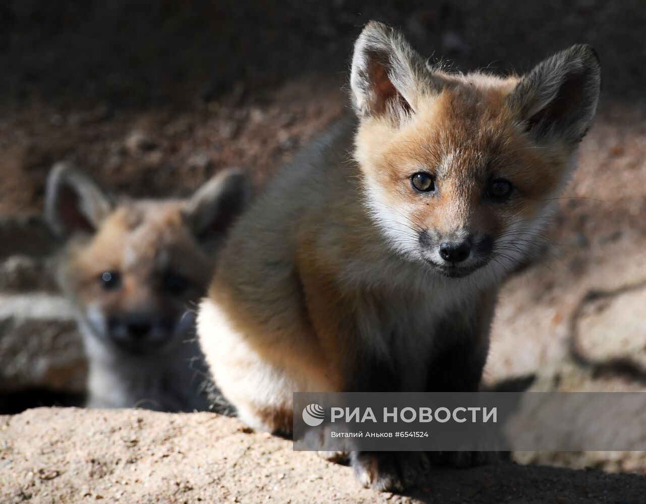 Дикие лисы на острове Русский во Владивостоке