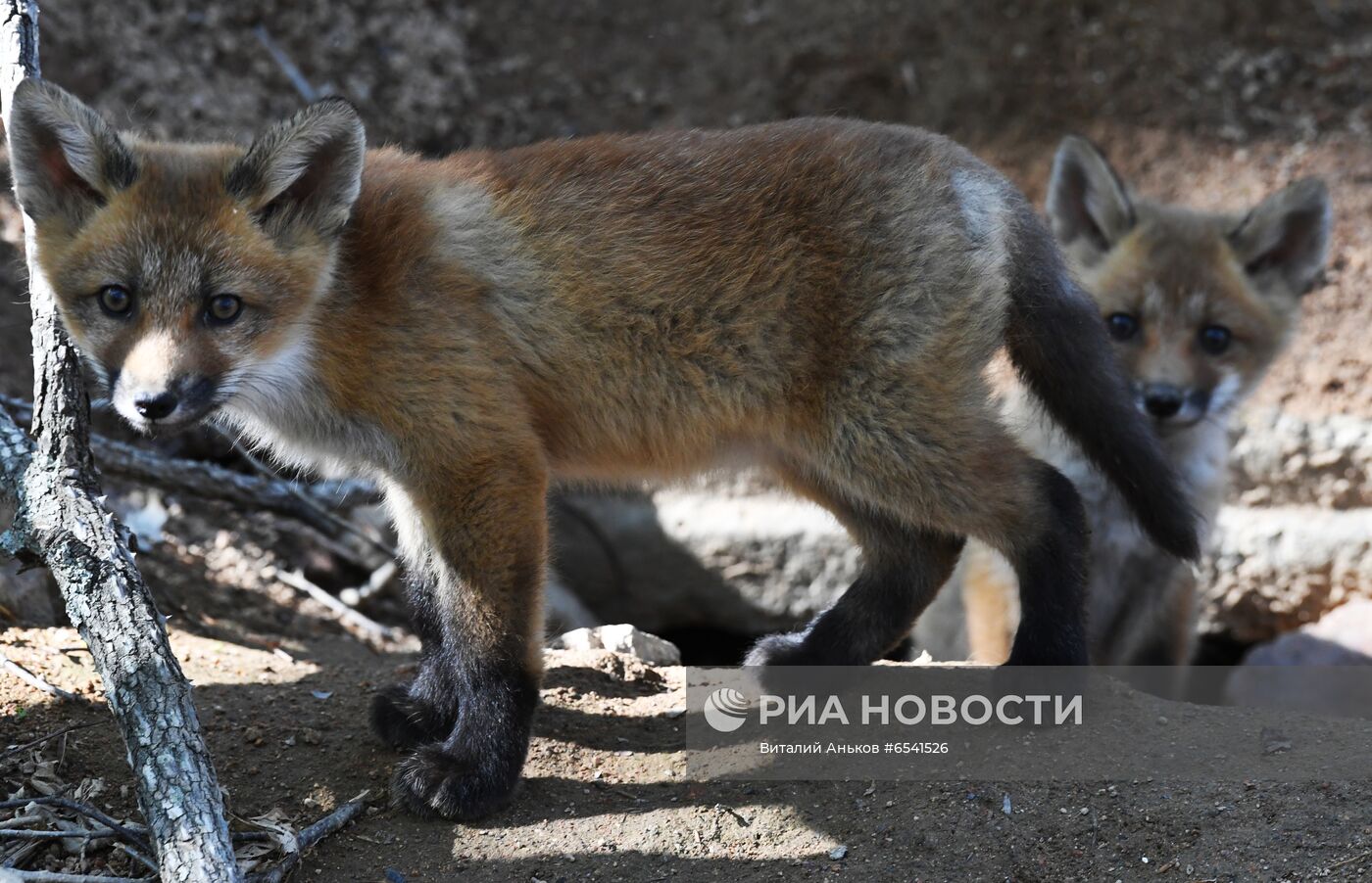 Дикие лисы на острове Русский во Владивостоке