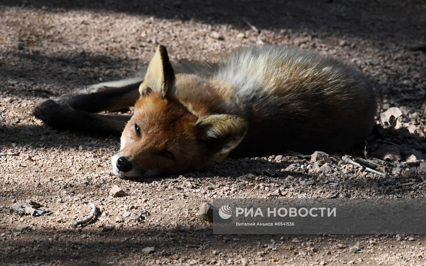 Дикие лисы на острове Русский во Владивостоке