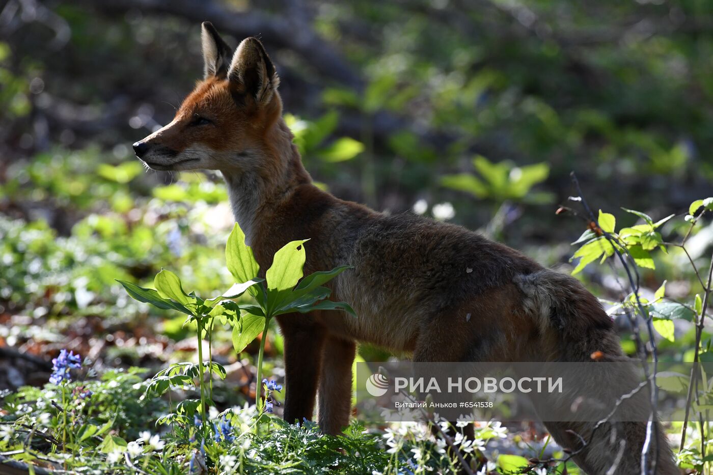 Дикие лисы на острове Русский во Владивостоке