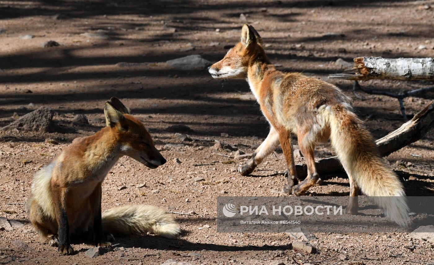 Дикие лисы на острове Русский во Владивостоке