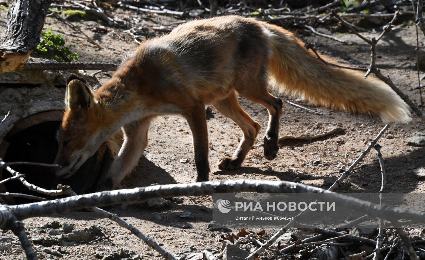 Дикие лисы на острове Русский во Владивостоке