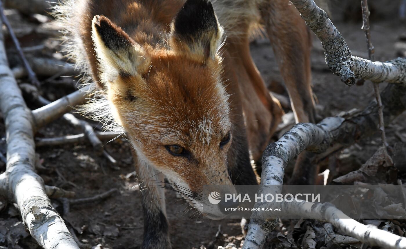 Дикие лисы на острове Русский во Владивостоке