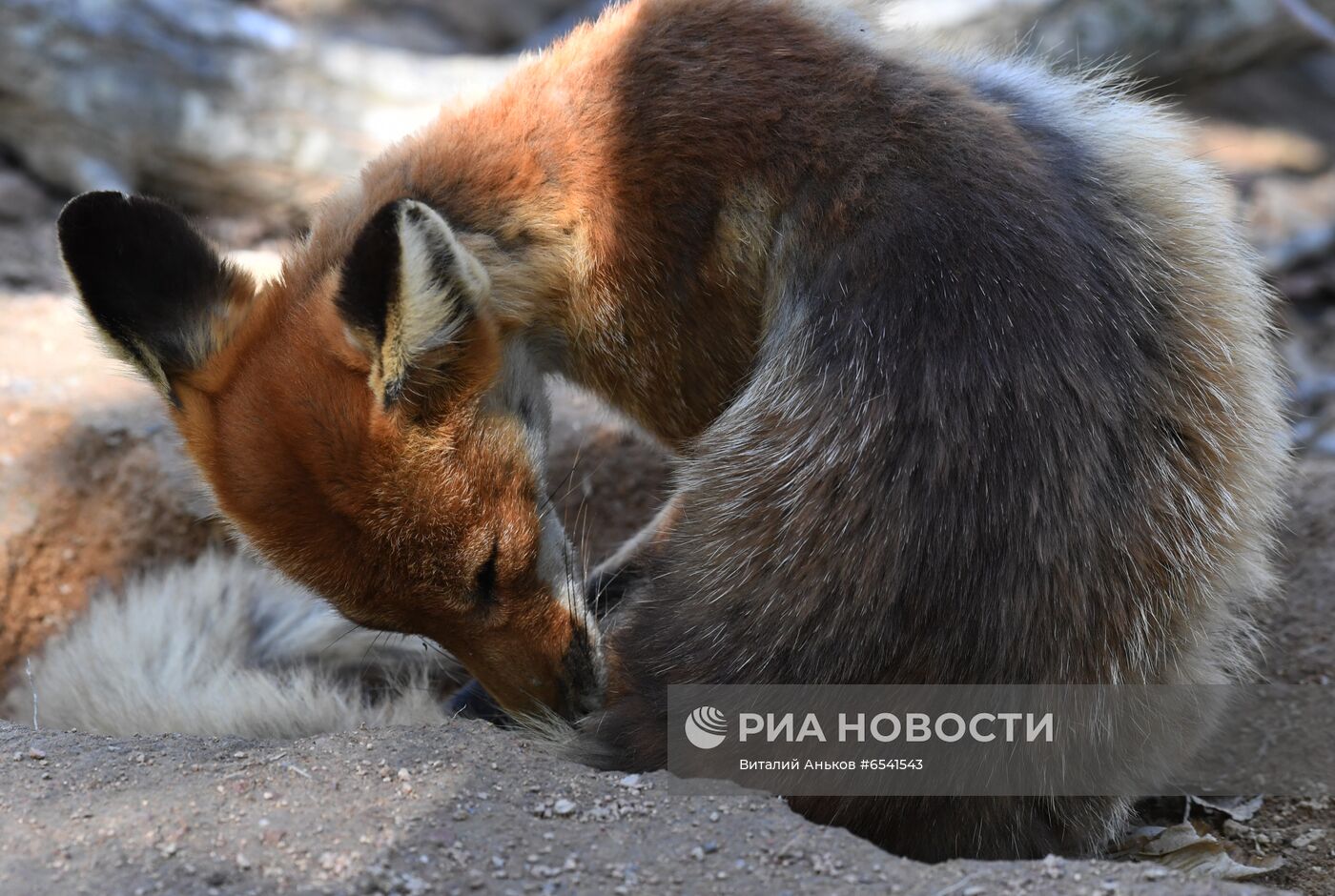 Дикие лисы на острове Русский во Владивостоке