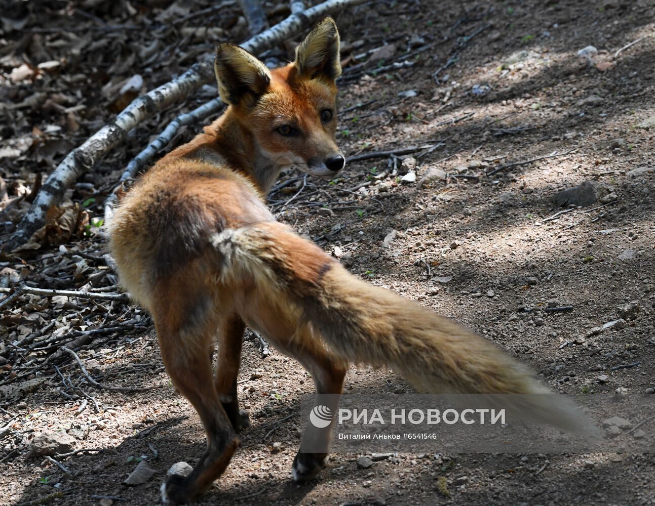 Дикие лисы на острове Русский во Владивостоке