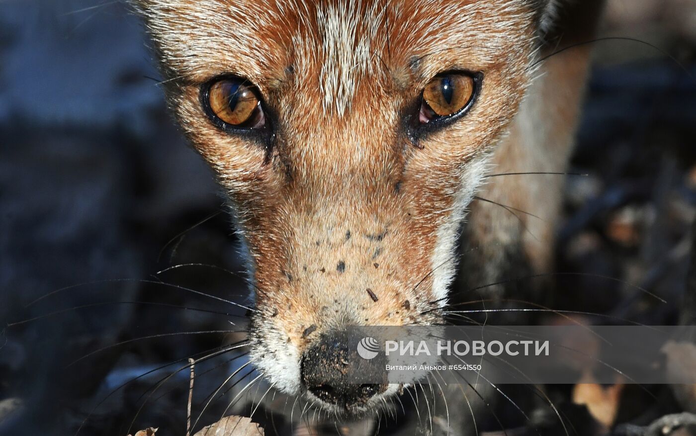 Дикие лисы на острове Русский во Владивостоке