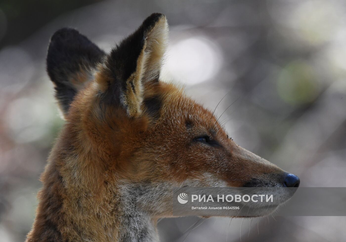 Дикие лисы на острове Русский во Владивостоке