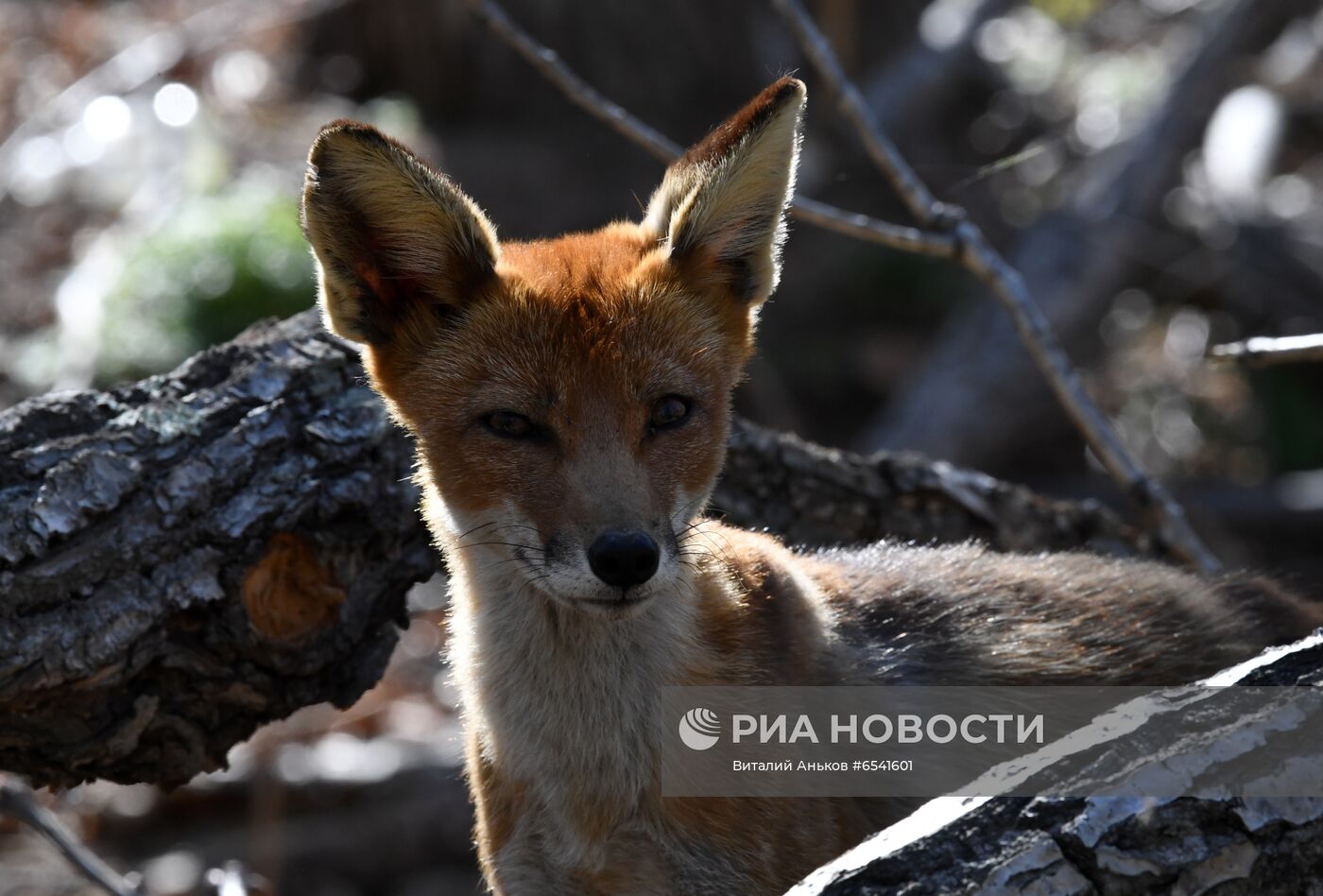 Дикие лисы на острове Русский во Владивостоке