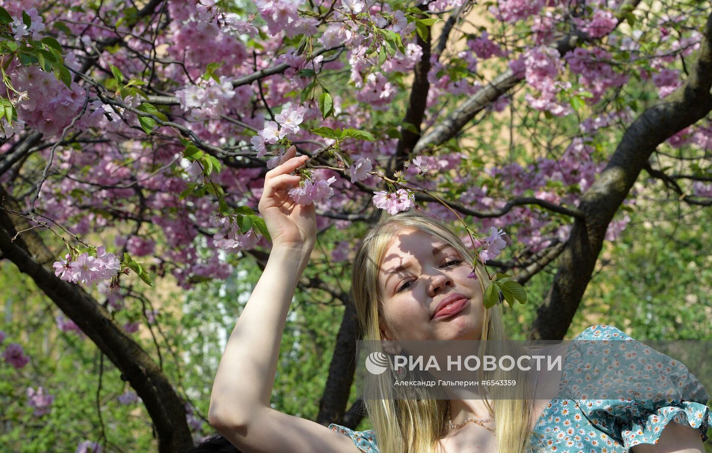 Цветение сакуры в Санкт-Петербурге