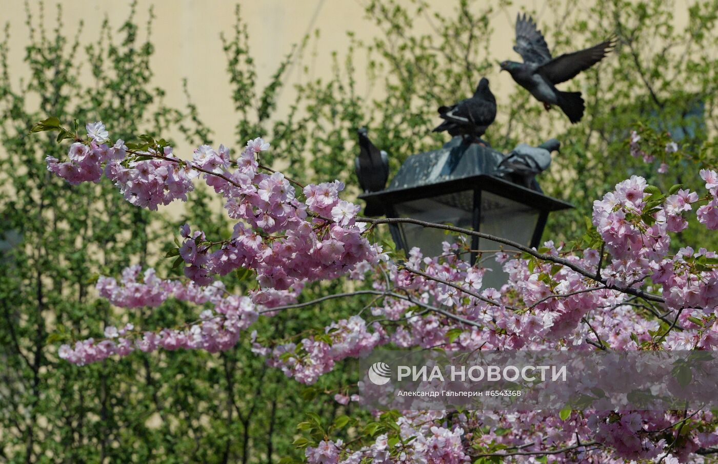 Цветение сакуры в Санкт-Петербурге