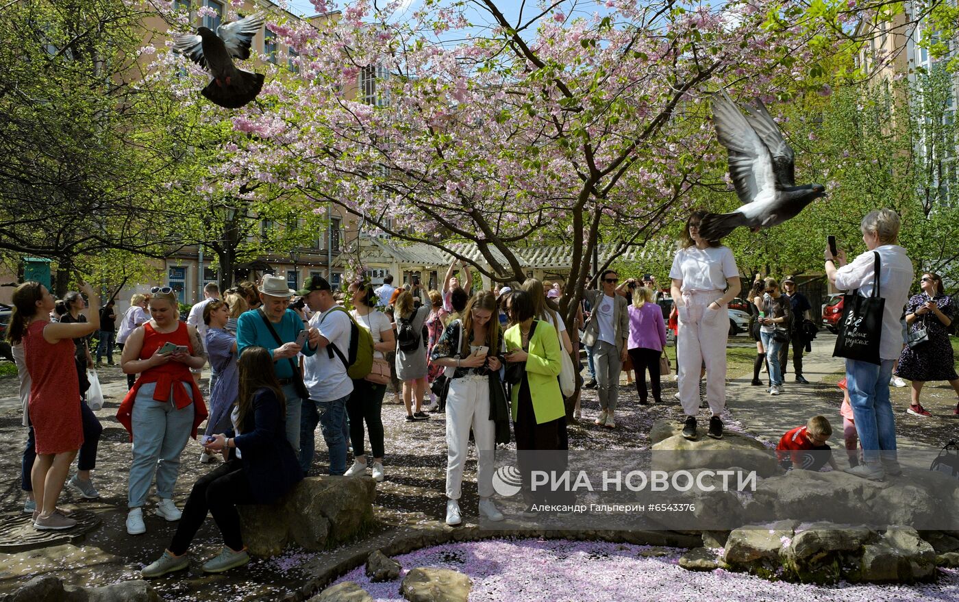 Цветение сакуры в Санкт-Петербурге