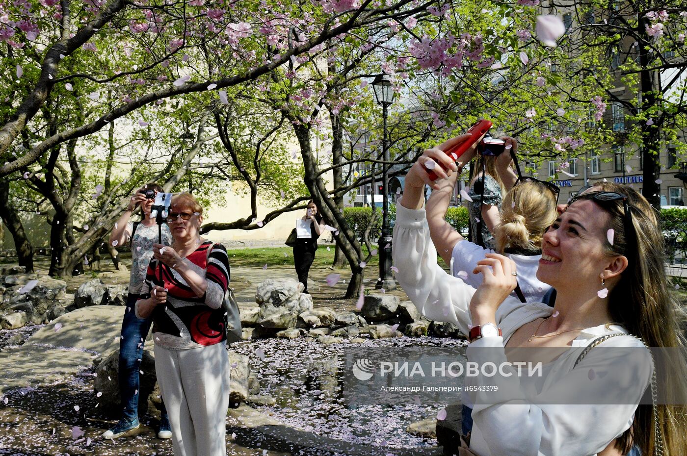 Цветение сакуры в Санкт-Петербурге