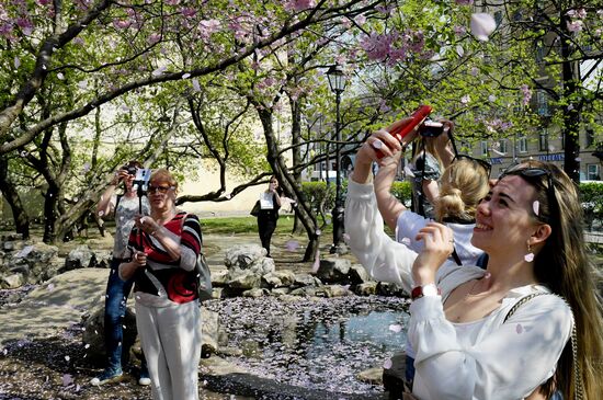 Цветение сакуры в Санкт-Петербурге