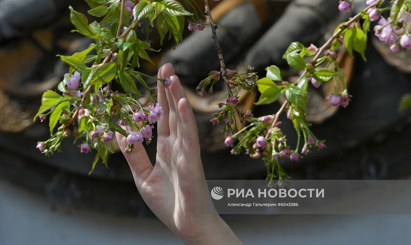 Цветение сакуры в Санкт-Петербурге