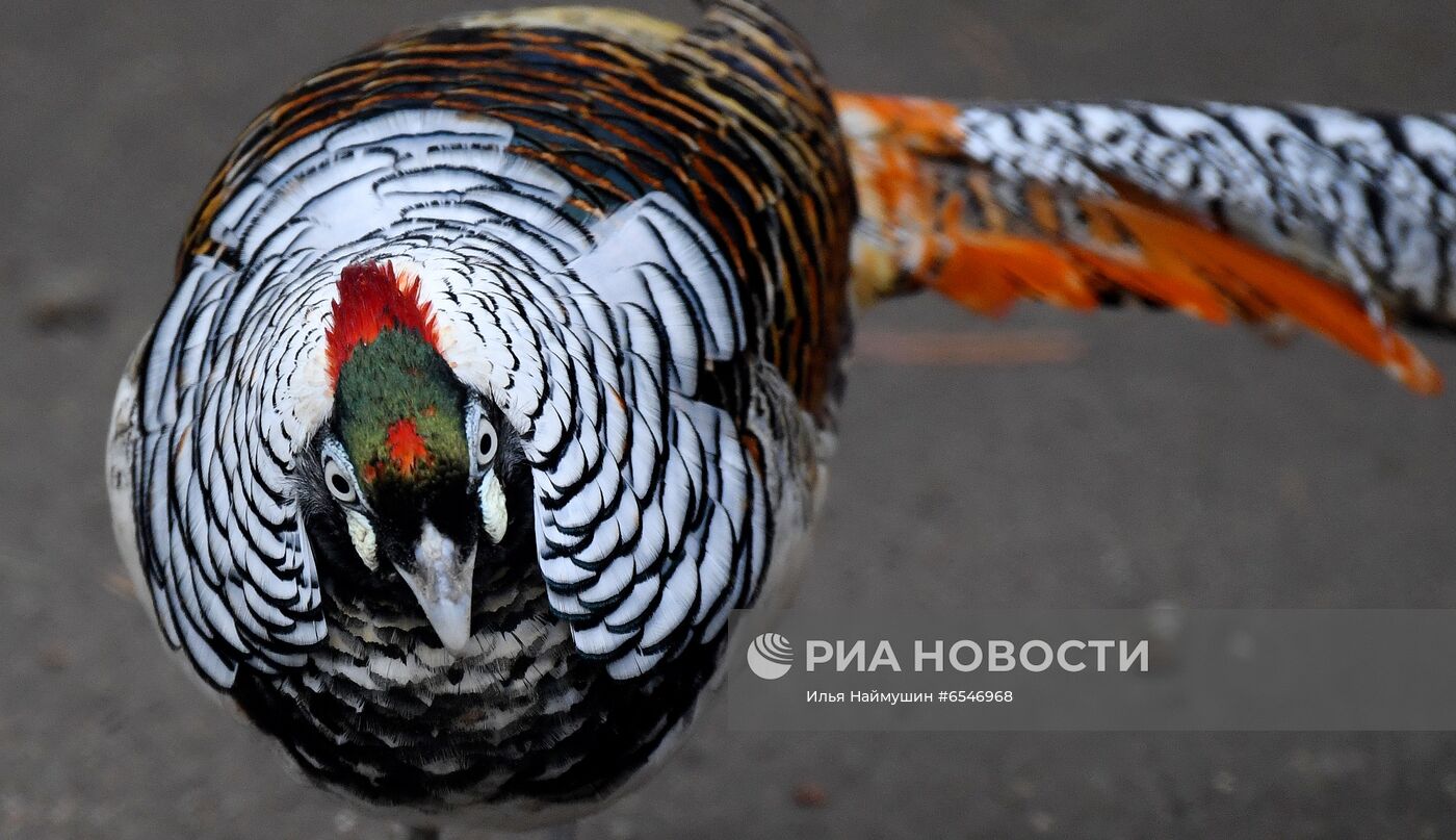 Начало летнего сезона в парке "Роев ручей"