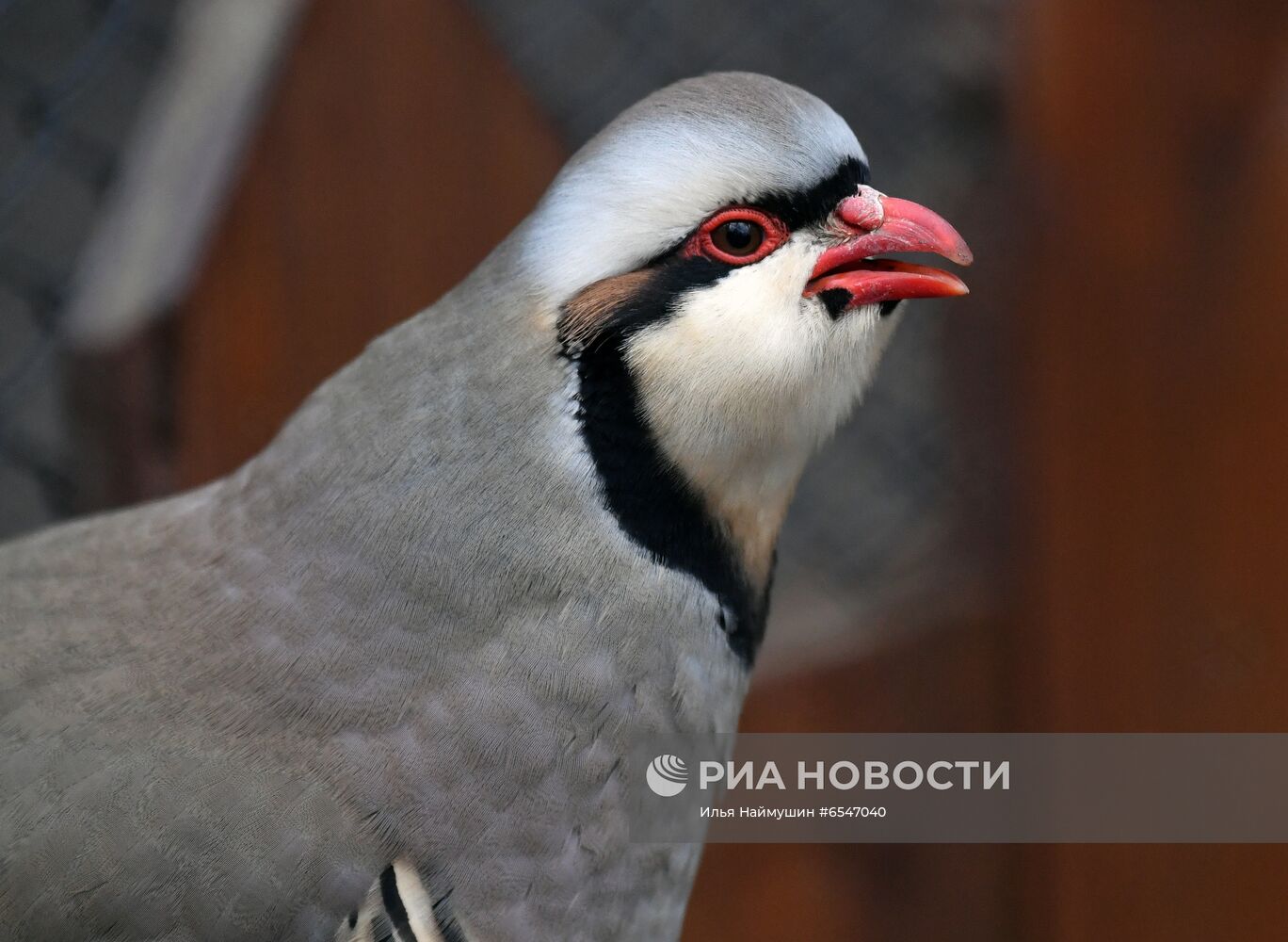 Начало летнего сезона в парке "Роев ручей"