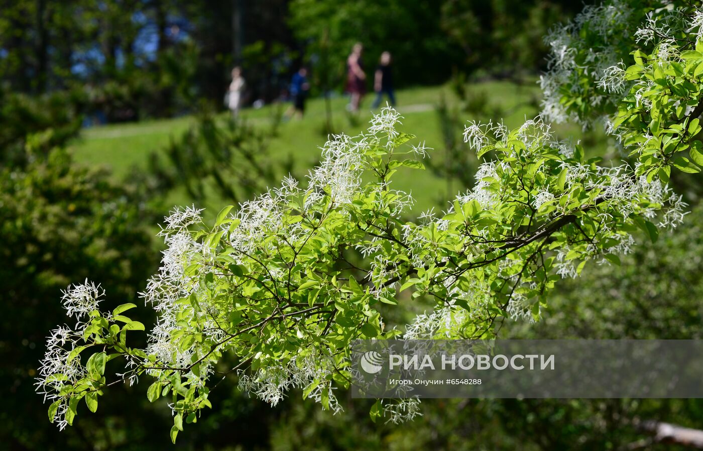 Цветение плодовых деревьев в парке "Дендрарий" в Сочи