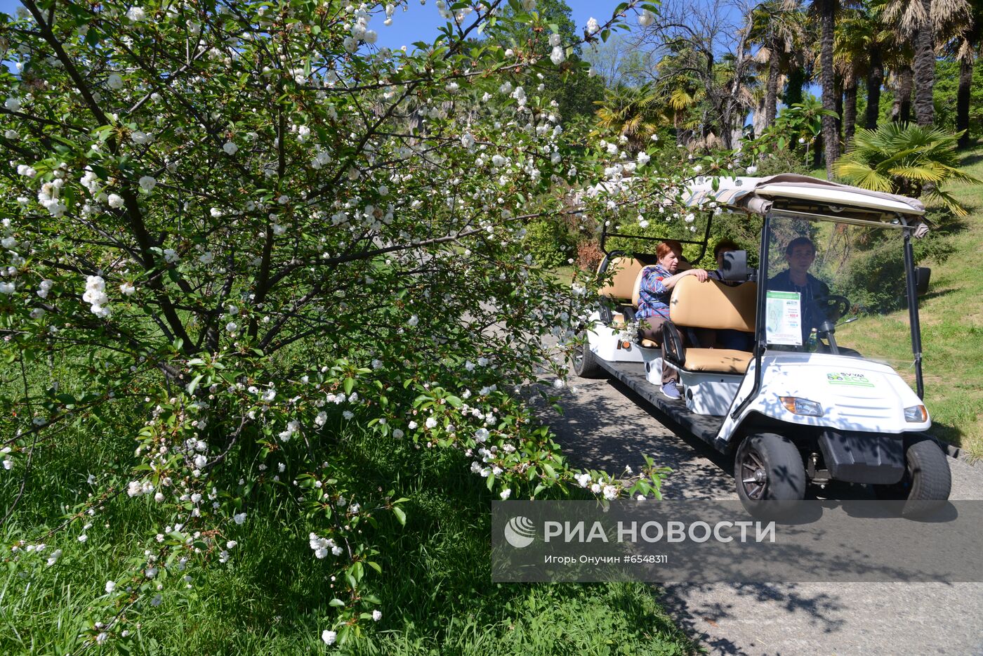 Цветение плодовых деревьев в парке "Дендрарий" в Сочи