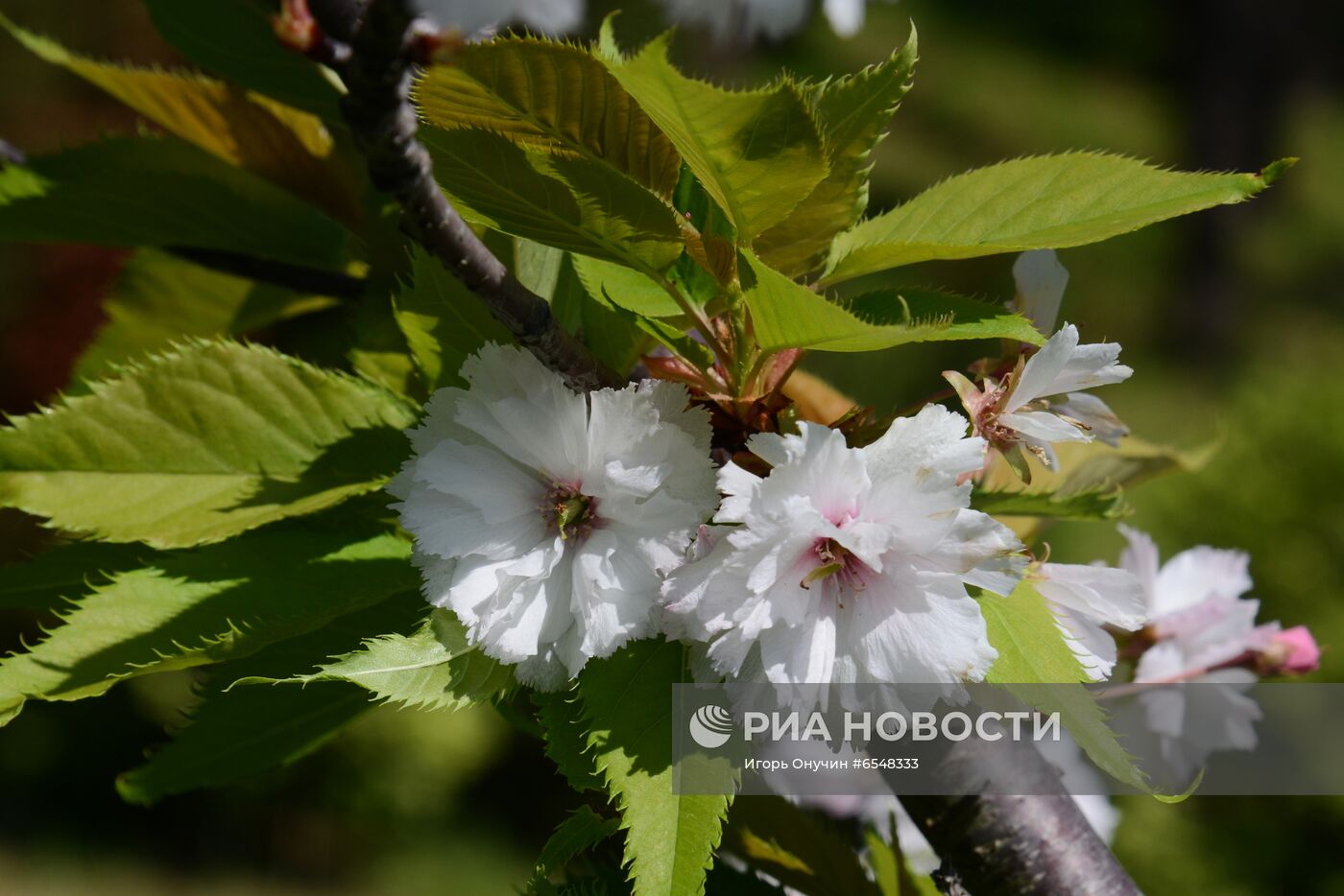 Цветение плодовых деревьев в парке "Дендрарий" в Сочи