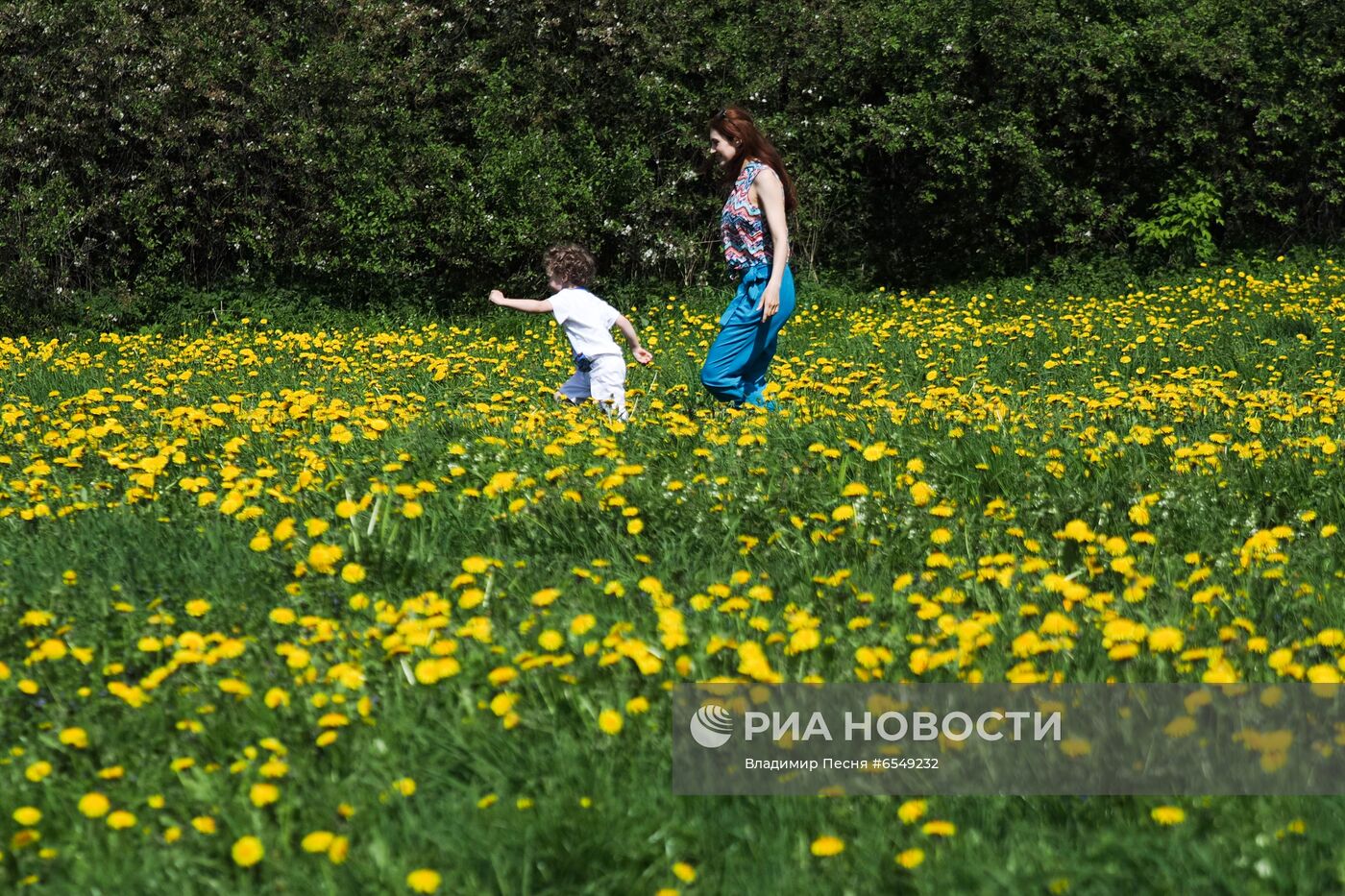 Цветение в Москве 