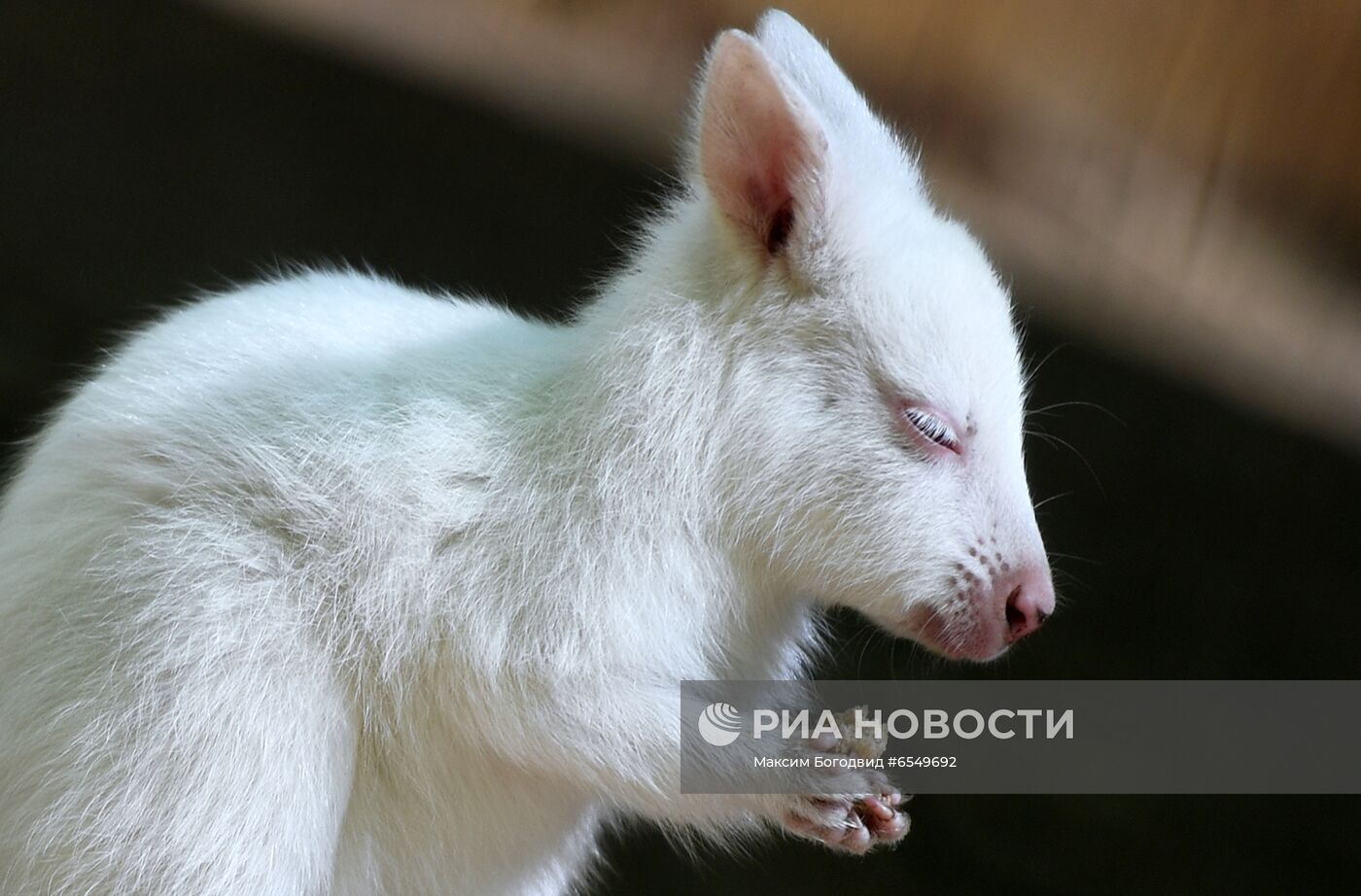 Кенгурёнок-альбинос родился в зоопарке в Казани