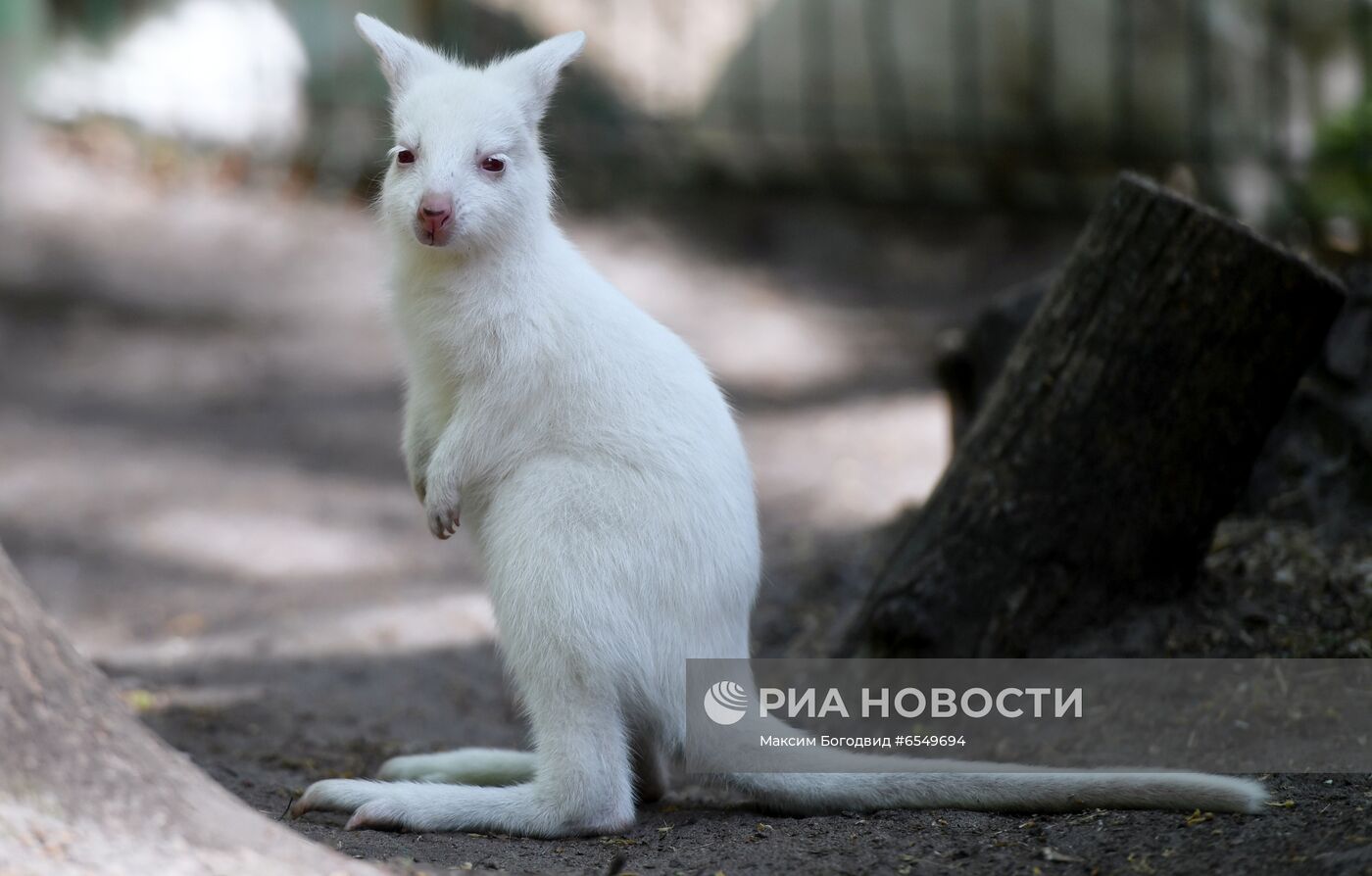 Кенгурёнок-альбинос родился в зоопарке в Казани