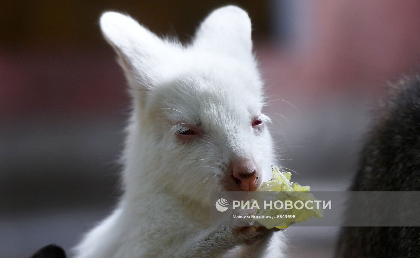 Кенгурёнок-альбинос родился в зоопарке в Казани | РИА Новости Медиабанк