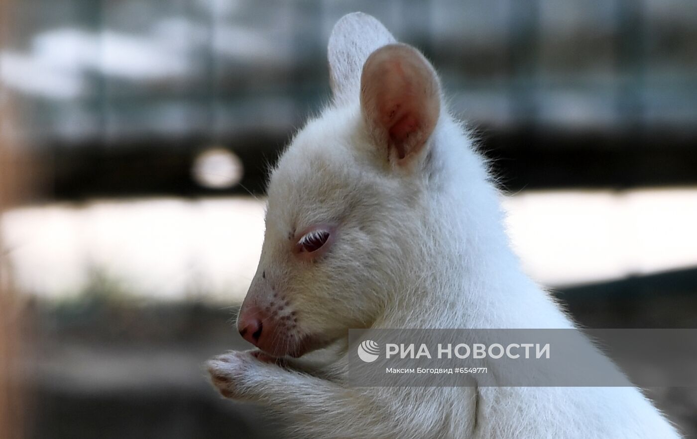 Кенгурёнок-альбинос родился в зоопарке в Казани
