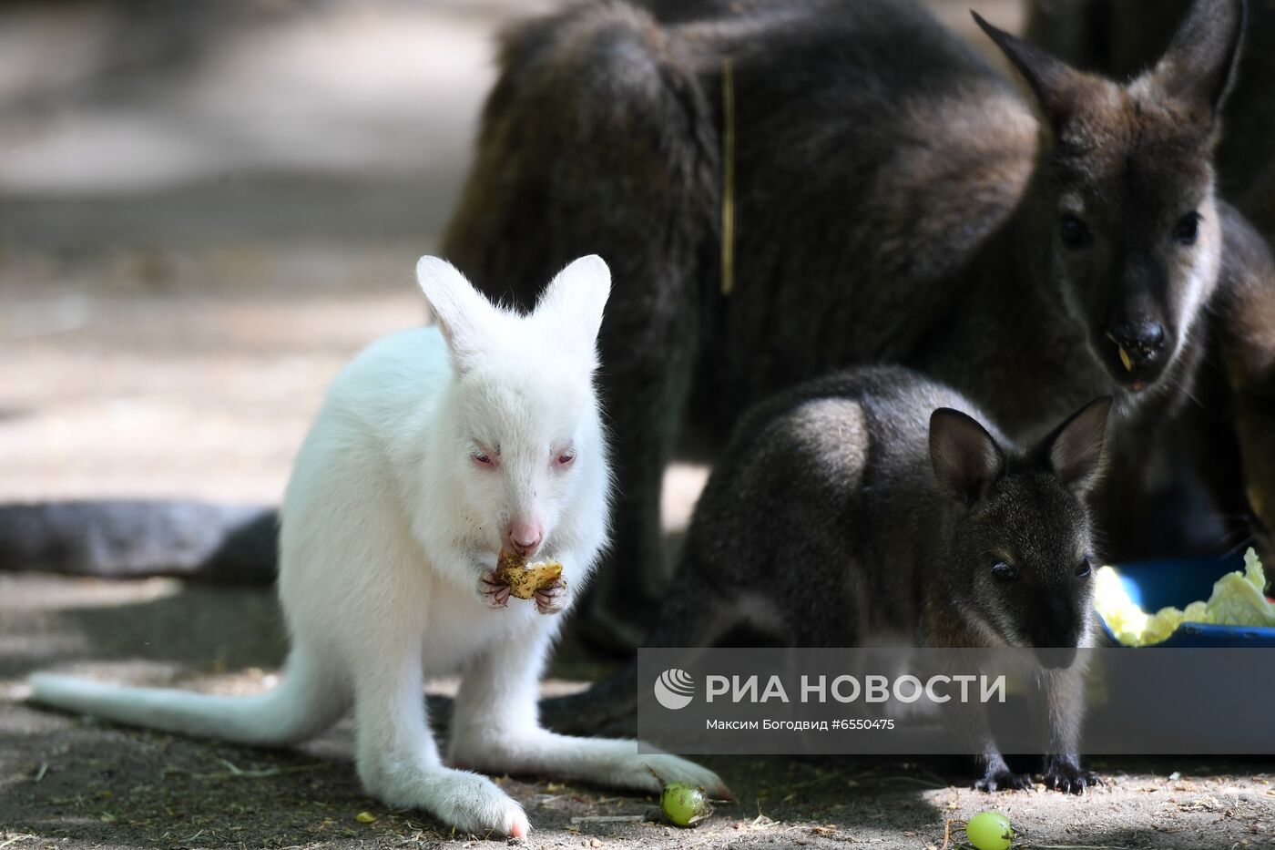 Кенгурёнок-альбинос родился в зоопарке в Казани