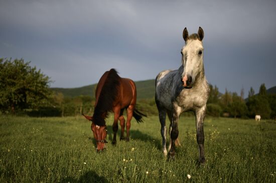 Лошади в Крыму
