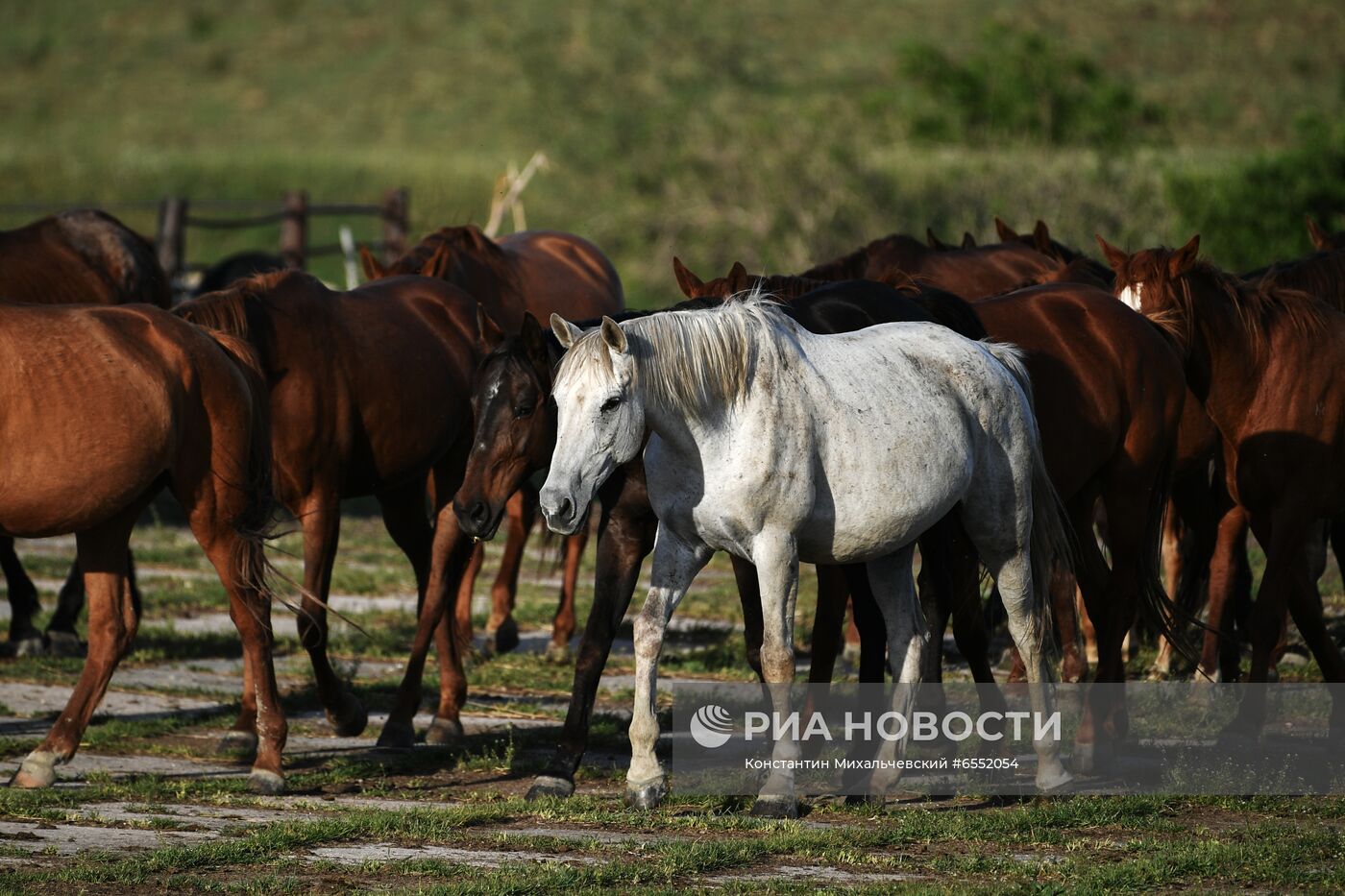 Лошади в Крыму