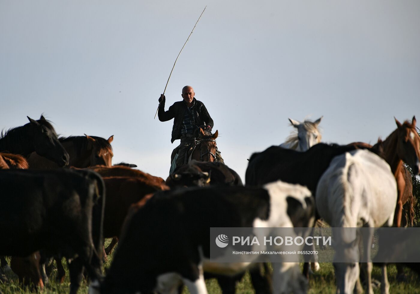 Коровы на пастбище в Крыму | РИА Новости Медиабанк