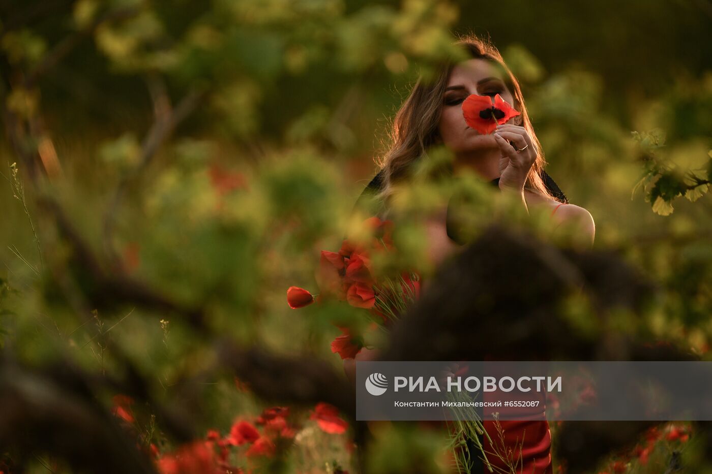 Цветение мака в Крыму
