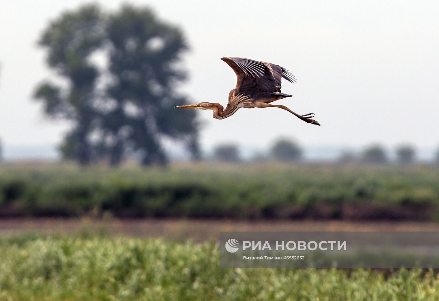 Рисовые чеки в Краснодарском крае