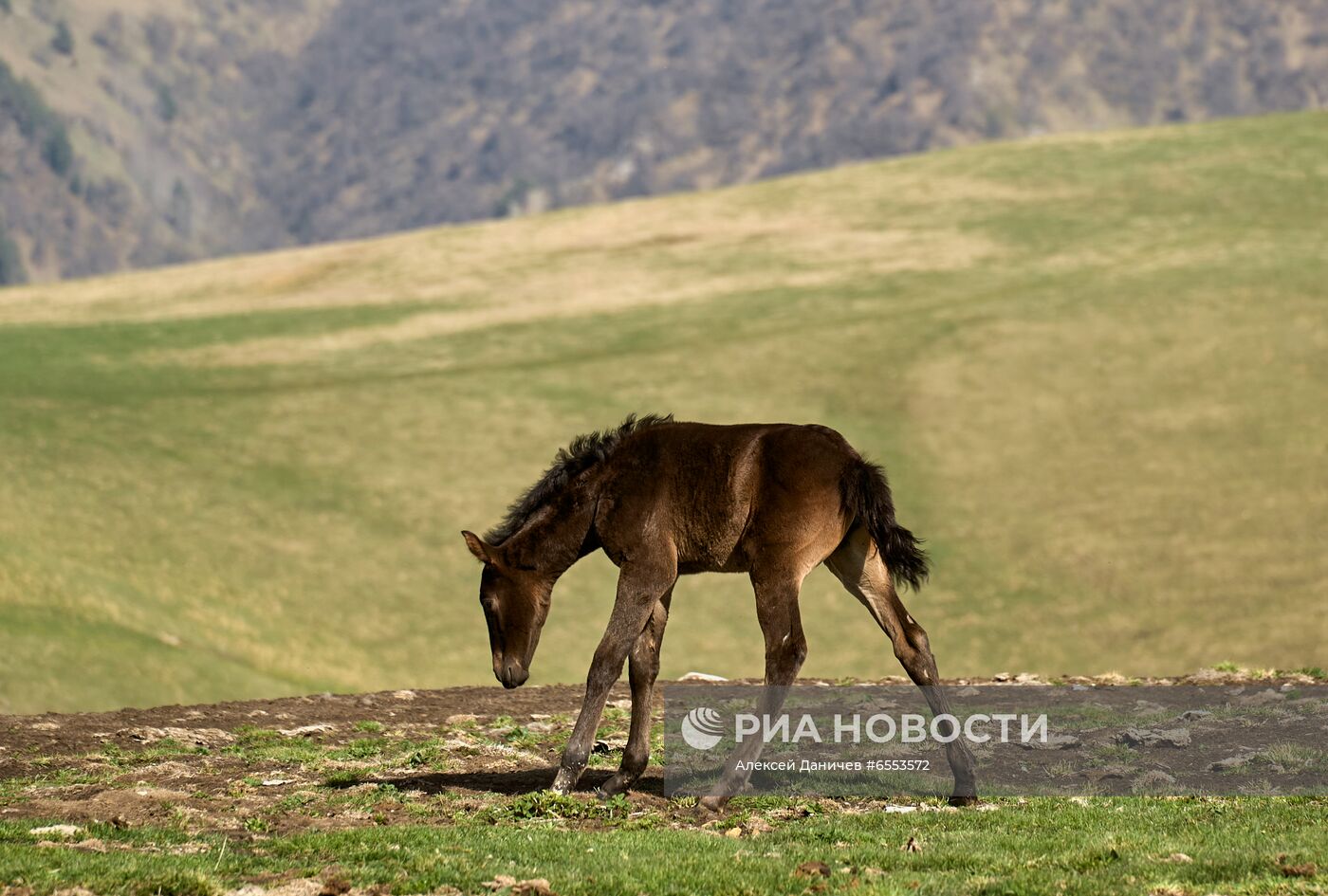 Национальный парк "Приэльбрусье"